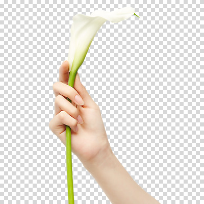 편집이미지 손 꽃 들기 누끼 신체부위 잡기 카라 PNG 식물 모션 사람 파일형식