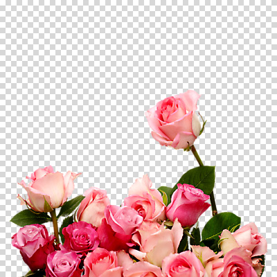 편집이미지 분홍색 여러송이 누끼 사람없음 장미 PNG 꽃 컬러 다수 파일형식