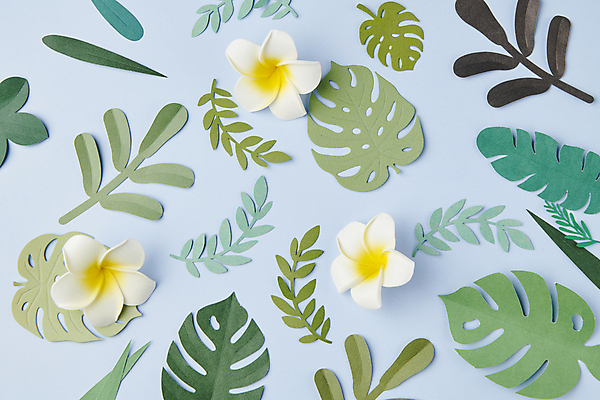 포토 JPG 스튜디오촬영 꽃 종이 백그라운드 잎 꽃백그라운드 사람없음 페이퍼아트 플루메리아 감성 몬스테라 카피스페이스 국내포토 식물 컨셉 실내 공백 파일형식