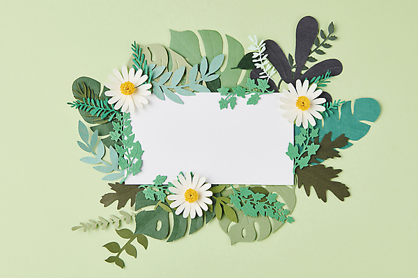 포토 JPG 스튜디오촬영 꽃 종이 백그라운드 잎 꽃백그라운드 프레임 사람없음 연두색 페이퍼아트 감성 카피스페이스 국내포토 식물 컨셉 실내 초록색 공백 파일형식