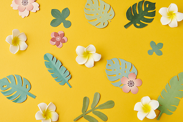 포토 JPG 스튜디오촬영 꽃 종이 백그라운드 잎 꽃백그라운드 사람없음 노란색 페이퍼아트 플루메리아 감성 몬스테라 카피스페이스 국내포토 식물 컬러 컨셉 실내 공백 파일형식