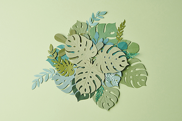 포토 JPG 스튜디오촬영 꽃 종이 백그라운드 잎 꽃백그라운드 사람없음 연두색 페이퍼아트 감성 몬스테라 카피스페이스 국내포토 식물 컨셉 실내 초록색 공백 파일형식