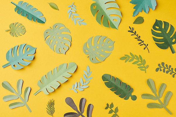 포토 JPG 스튜디오촬영 꽃 종이 백그라운드 잎 꽃백그라운드 사람없음 노란색 페이퍼아트 감성 몬스테라 카피스페이스 국내포토 식물 컬러 컨셉 실내 공백 파일형식