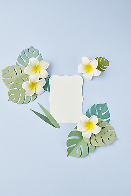 포토 JPG 스튜디오촬영 꽃 종이 하늘색 백그라운드 잎 꽃백그라운드 프레임 사람없음 페이퍼아트 플루메리아 감성 몬스테라 카피스페이스 국내포토 식물 컨셉 실내 파란색 공백 파일형식