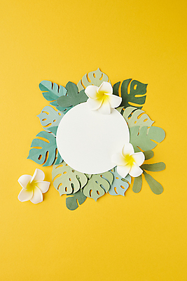 포토 JPG 스튜디오촬영 꽃 종이 백그라운드 잎 꽃백그라운드 프레임 사람없음 노란색 원형 페이퍼아트 플루메리아 감성 원형프레임 몬스테라 카피스페이스 국내포토 도형 식물 컬러 컨셉 실내 공백 파일형식