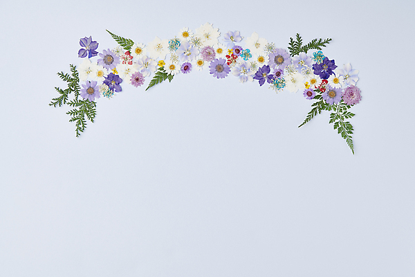 포토 JPG 스튜디오촬영 꽃 백그라운드 잎 꽃백그라운드 사람없음 감성 연보라색 카피스페이스 압화 국내포토 식물 컨셉 실내 보라색 공백 파일형식