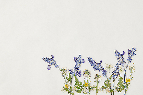 포토 JPG 스튜디오촬영 꽃 백그라운드 잎 꽃백그라운드 사람없음 흰색 한지 감성 카피스페이스 압화 국내포토 식물 종이 컬러 컨셉 실내 공백 파일형식