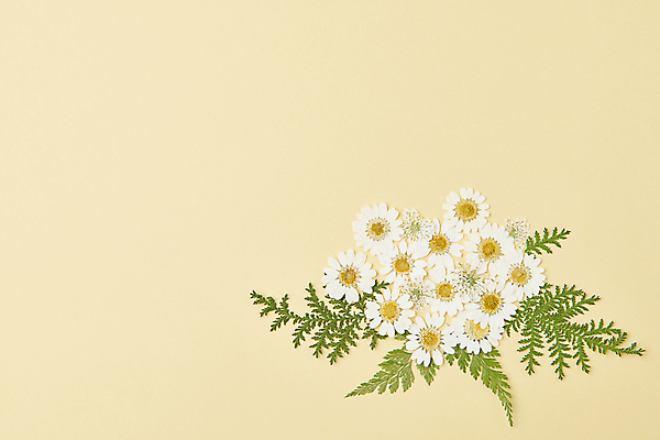 포토 JPG 스튜디오촬영 꽃 백그라운드 잎 꽃백그라운드 사람없음 노란색 감성 카피스페이스 압화 국내포토 식물 컬러 컨셉 실내 공백 파일형식