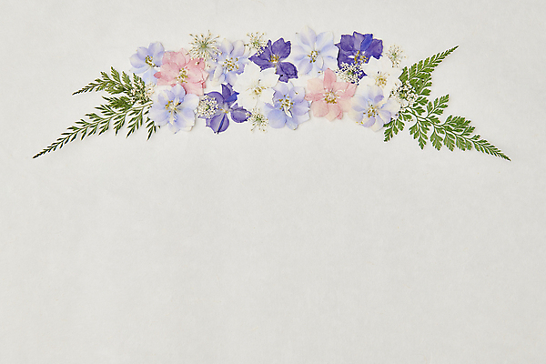 포토 JPG 스튜디오촬영 꽃 백그라운드 잎 꽃백그라운드 사람없음 회색 한지 감성 카피스페이스 압화 국내포토 식물 종이 컬러 컨셉 실내 공백 파일형식