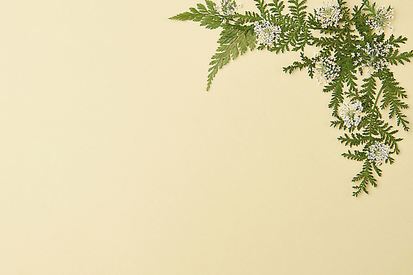 포토 JPG 스튜디오촬영 꽃 백그라운드 잎 꽃백그라운드 사람없음 노란색 감성 카피스페이스 압화 국내포토 식물 컬러 컨셉 실내 공백 파일형식