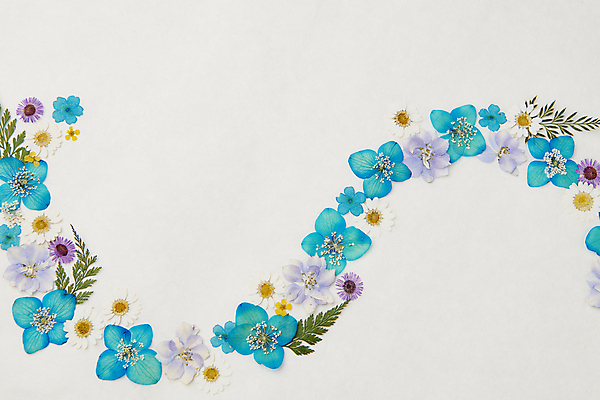 포토 JPG 스튜디오촬영 꽃 백그라운드 잎 곡선 꽃백그라운드 사람없음 한지 웨이브 감성 카피스페이스 압화 국내포토 식물 종이 선 컨셉 실내 공백 파일형식