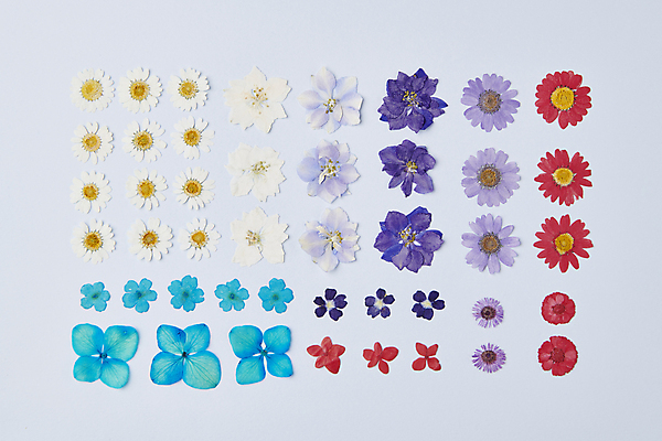 포토 JPG 스튜디오촬영 꽃 백그라운드 꽃백그라운드 사람없음 일렬 감성 엘리먼트 카피스페이스 압화 국내포토 식물 컨셉 실내 공백 파일형식