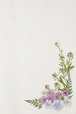 포토 JPG 스튜디오촬영 꽃 백그라운드 잎 꽃백그라운드 사람없음 흰색 한지 감성 카피스페이스 압화 국내포토 식물 종이 컬러 컨셉 실내 공백 파일형식