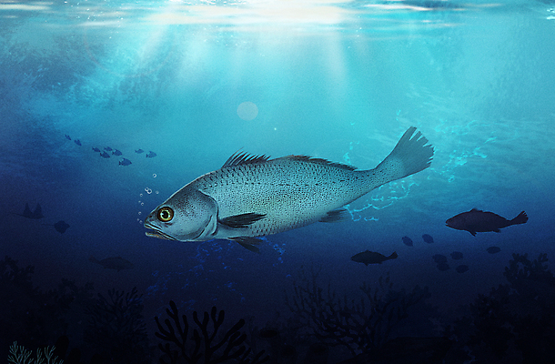 PSD 한마리 바다 일러스트 사람없음 파란색 바닷속 수중 바다동물 수중동물 민어 국내일러스트 동물 1 컬러 어류 파일형식