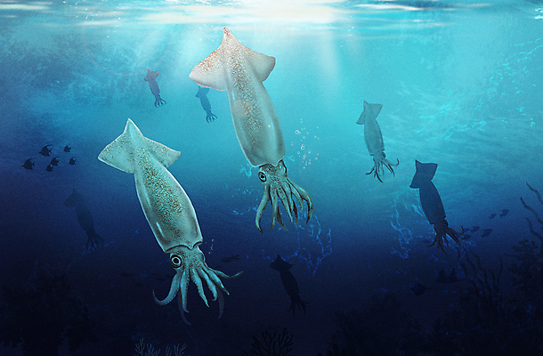 PSD 실루엣 바다 여러마리 일러스트 연체동물 사람없음 파란색 바닷속 수중 바다동물 수중동물 한치 국내일러스트 동물 컬러 다수 무척추동물 촬영기법 오징어 파일형식