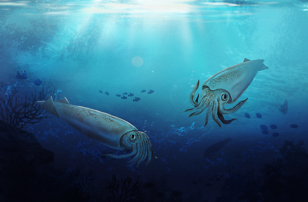 PSD 바다 두마리 일러스트 연체동물 사람없음 파란색 바닷속 수중 바다동물 수중동물 한치 국내일러스트 동물 컬러 2 무척추동물 오징어 파일형식