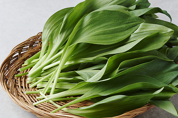 포토 JPG 스튜디오촬영 실내 근접촬영 사람없음 소쿠리 나물 봄나물 명이나물 국내포토 뷰포인트 채소 내부 바구니 파일형식