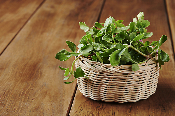 포토 JPG 스튜디오촬영 실내 사람없음 바구니 담기 나물 봄나물 해방풍나물 국내포토 채소 모션 내부 파일형식