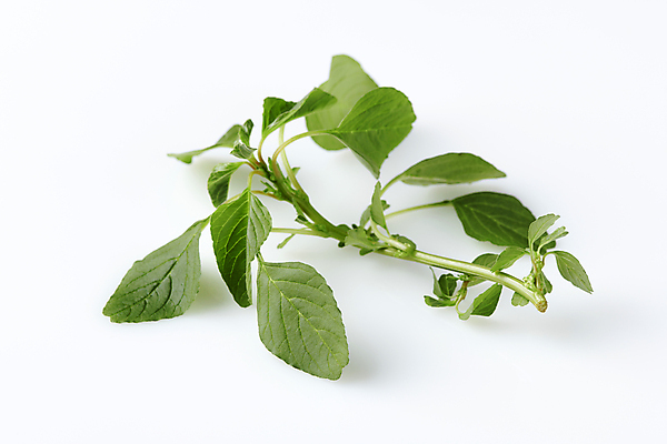 포토 JPG 스튜디오촬영 실내 사람없음 나물 봄나물 비름나물 국내포토 채소 내부 파일형식