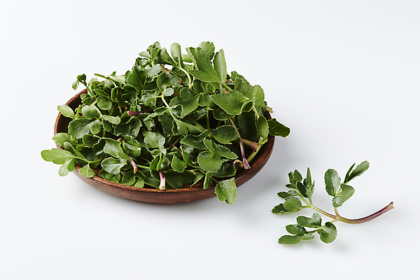 포토 JPG 스튜디오촬영 실내 사람없음 나물 나무그릇 봄나물 해방풍나물 국내포토 그릇 채소 내부 목재 파일형식