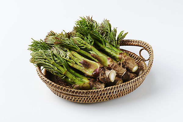 포토 JPG 스튜디오촬영 실내 사람없음 바구니 나물 두릅 봄나물 국내포토 채소 내부 파일형식