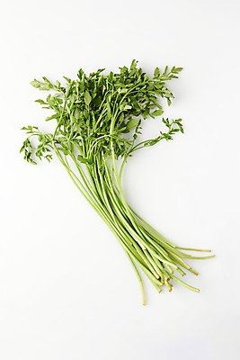 포토 JPG 스튜디오촬영 실내 사람없음 나물 미나리 봄나물 국내포토 채소 내부 파일형식