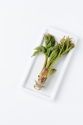 포토 JPG 스튜디오촬영 접시 실내 사람없음 나물 두릅 봄나물 국내포토 식기 채소 내부 파일형식