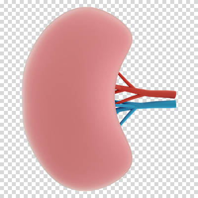 편집 편집이미지 누끼 사람없음 3D소스 3D 신장 장기 디지털합성 PNG 편집소스 신체 비뇨기관 파일형식