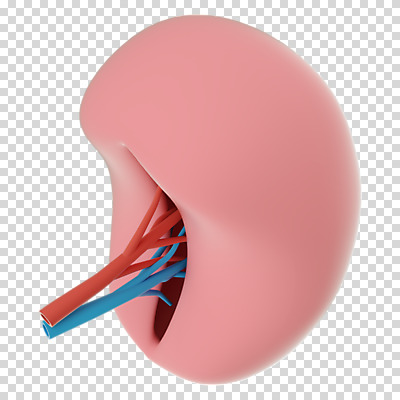 편집 편집이미지 누끼 사람없음 3D소스 3D 신장 장기 디지털합성 PNG 편집소스 신체 비뇨기관 파일형식