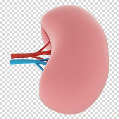 편집 편집이미지 누끼 사람없음 3D소스 3D 신장 장기 디지털합성 PNG 편집소스 신체 비뇨기관 파일형식