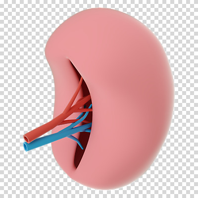 편집 편집이미지 누끼 사람없음 3D소스 3D 신장 장기 디지털합성 PNG 편집소스 신체 비뇨기관 파일형식