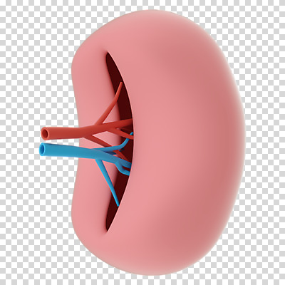 편집 편집이미지 누끼 사람없음 3D소스 3D 신장 장기 디지털합성 PNG 편집소스 신체 비뇨기관 파일형식