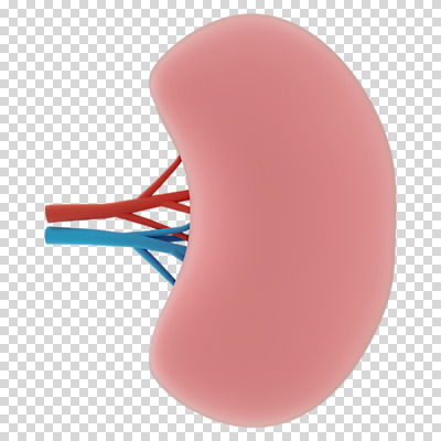 편집 편집이미지 누끼 사람없음 3D소스 3D 신장 장기 디지털합성 PNG 편집소스 신체 비뇨기관 파일형식