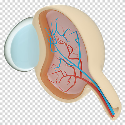 편집 편집이미지 누끼 사람없음 3D소스 3D 장기 디지털합성 혈관 단면도 PNG 시신경 안구해부도 안구 편집소스 신체 해부 단면 신체부위 장기_의학 파일형식