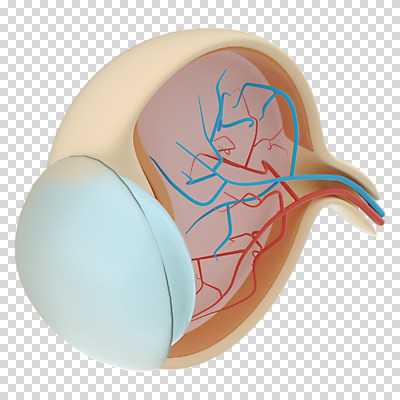 편집 편집이미지 누끼 사람없음 3D소스 3D 장기 디지털합성 혈관 단면도 PNG 시신경 안구해부도 안구 편집소스 신체 해부 단면 신체부위 장기_의학 파일형식