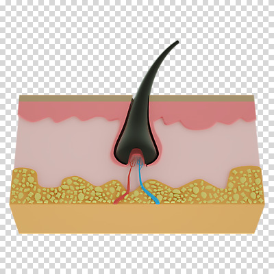 편집 편집이미지 누끼 사람없음 머리카락 3D소스 3D 디지털합성 단면도 PNG 두피 편집소스 모낭 단면 머리 파일형식