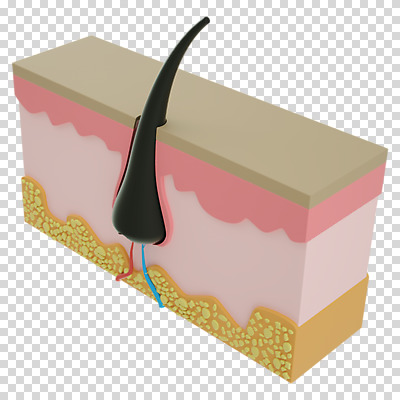 편집 편집이미지 누끼 사람없음 머리카락 3D소스 3D 디지털합성 단면도 PNG 두피 편집소스 모낭 단면 머리 파일형식