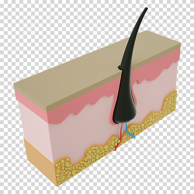 편집 편집이미지 누끼 사람없음 머리카락 3D소스 3D 디지털합성 단면도 PNG 두피 편집소스 모낭 단면 머리 파일형식