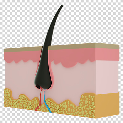 편집 편집이미지 누끼 사람없음 머리카락 3D소스 3D 디지털합성 단면도 PNG 두피 편집소스 모낭 단면 머리 파일형식