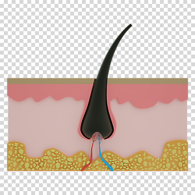 편집 편집이미지 누끼 사람없음 머리카락 3D소스 3D 디지털합성 단면도 PNG 두피 편집소스 모낭 단면 머리 파일형식