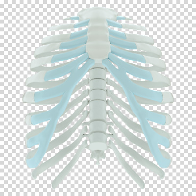 편집 편집이미지 뼈 누끼 사람없음 3D소스 3D 흰색 디지털합성 PNG 가슴뼈 편집소스 컬러 파일형식