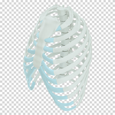 편집 편집이미지 뼈 누끼 사람없음 3D소스 3D 흰색 디지털합성 PNG 가슴뼈 편집소스 컬러 파일형식