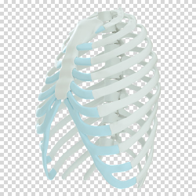 편집 편집이미지 뼈 누끼 사람없음 3D소스 3D 흰색 디지털합성 PNG 가슴뼈 편집소스 컬러 파일형식