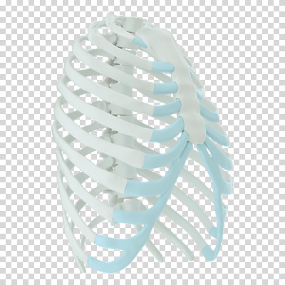 편집 편집이미지 뼈 누끼 사람없음 3D소스 3D 흰색 디지털합성 PNG 가슴뼈 편집소스 컬러 파일형식