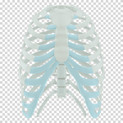 편집 편집이미지 뼈 누끼 사람없음 3D소스 3D 흰색 디지털합성 PNG 가슴뼈 편집소스 컬러 파일형식