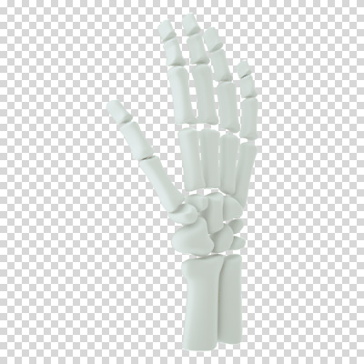 편집 편집이미지 손 뼈 누끼 사람없음 3D소스 3D 흰색 디지털합성 PNG 손가락뼈 편집소스 컬러 신체부위 파일형식