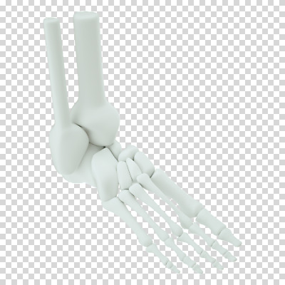 편집 편집이미지 뼈 누끼 사람없음 3D소스 3D 흰색 디지털합성 PNG 발뼈 편집소스 컬러 파일형식