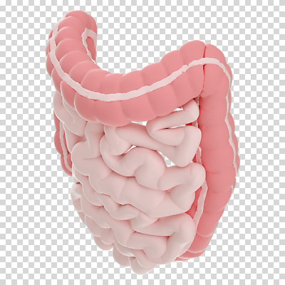 편집 편집이미지 누끼 사람없음 3D소스 3D 장기 디지털합성 대장 소장 PNG 편집소스 신체 장기_의학 파일형식