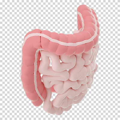 편집 편집이미지 누끼 사람없음 3D소스 3D 장기 디지털합성 대장 소장 PNG 편집소스 신체 장기_의학 파일형식