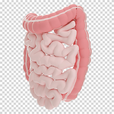 편집 편집이미지 누끼 사람없음 3D소스 3D 장기 디지털합성 대장 소장 PNG 편집소스 신체 장기_의학 파일형식